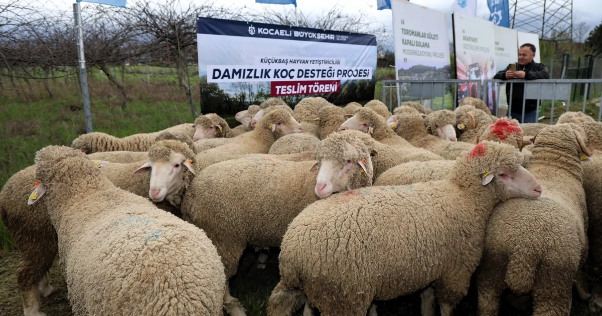 Kocaeli Büyükşehir’den hayvancılığa damızlık koç desteği