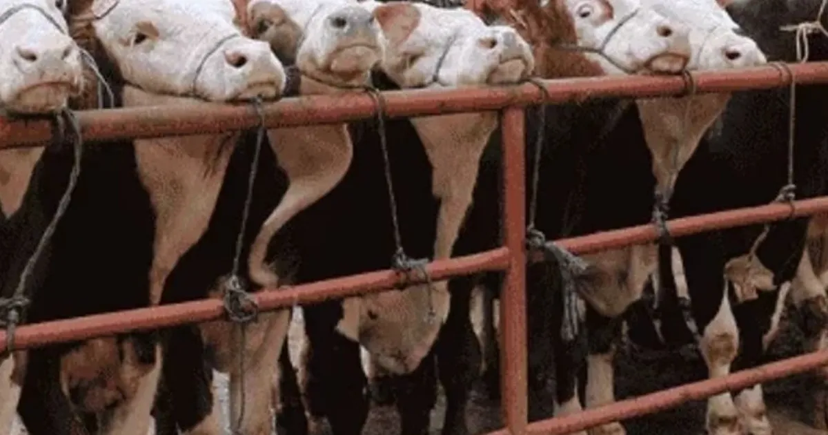 Balıkesir Gönen'de hayvan pazarlarına 'şap' tedbiri