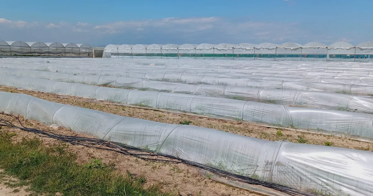 Mersin'de 'marul tarlada kaldı' iddiasına yalanlama