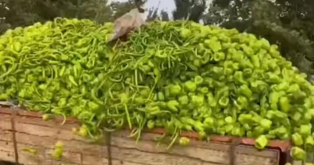 Bursa'daki “biber” görüntülerine bakanlıktan yalanlama