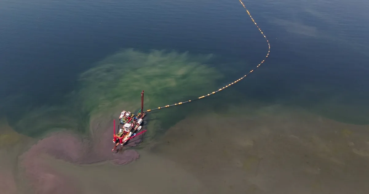 Kocaeli’nin çevre projesi deniz canlılarını canlandırdı