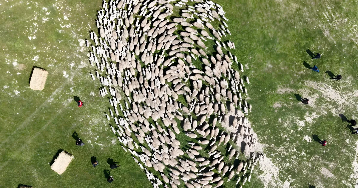 TİGEM’de 'kavuşma' sevinci... Koyun ve kuzular buluştu