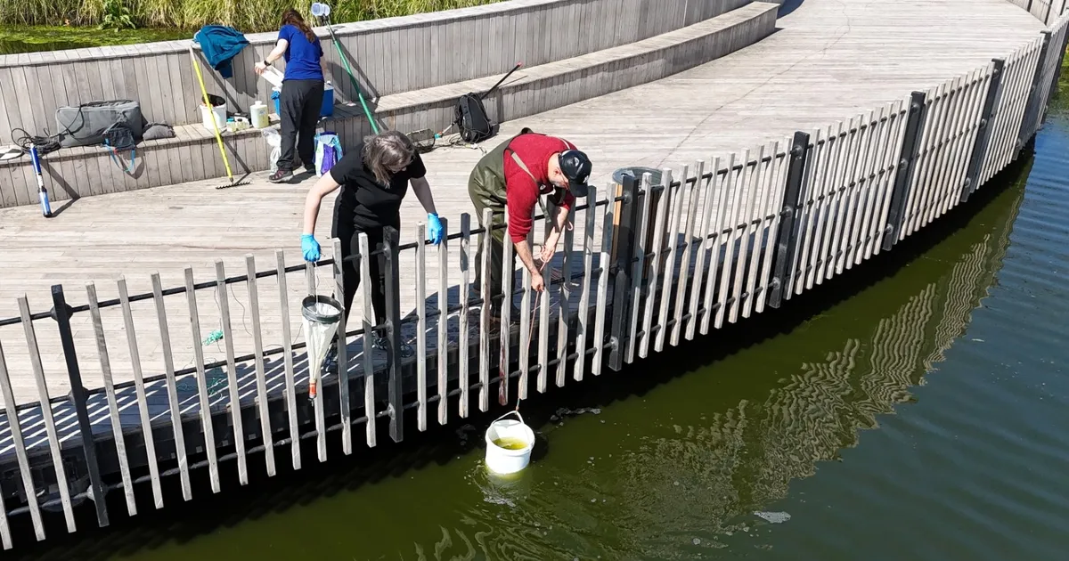 İzmit Millet Bahçesi’nde su göletine bilimsel çalışma - Gündem Haberleri