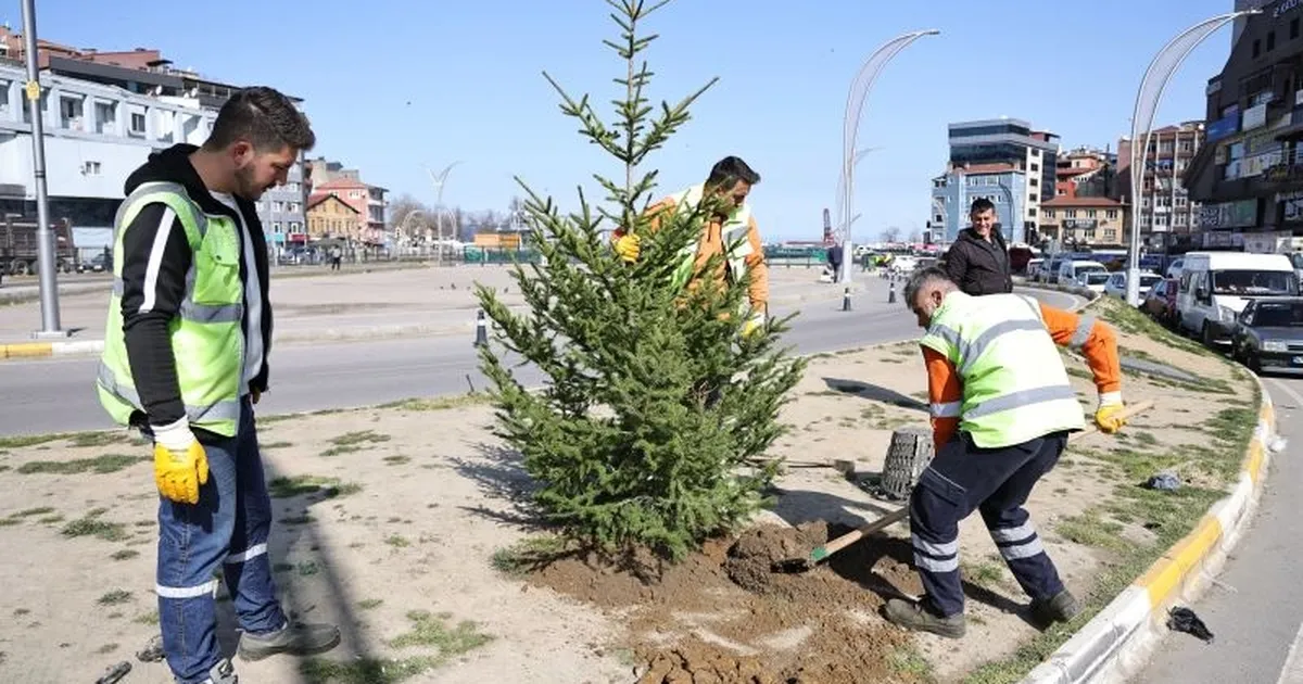 Zonguldak’ta yeşil alanlar batı ladini fidanlarıyla güçleniyor