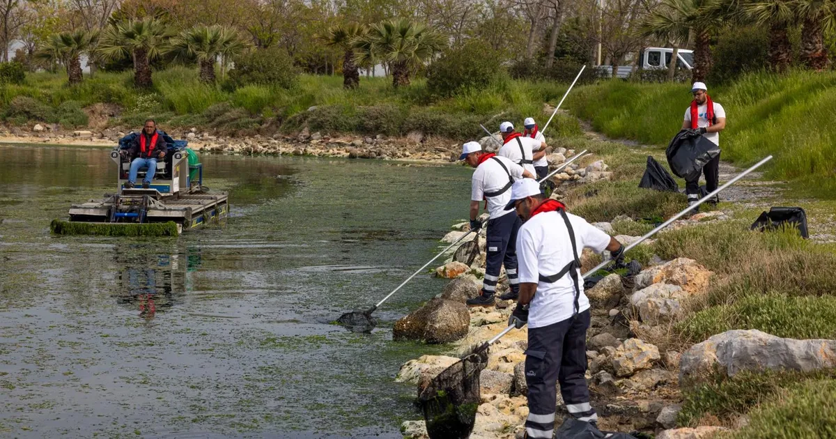Çakalburnu Lagünü’nden Körfez’e yayılan yosunlara yoğun müdahale