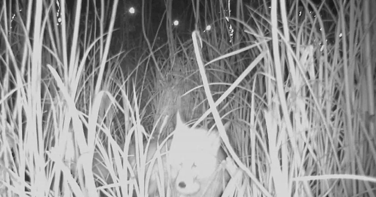 Ordu Durugöl Kurtuluş Tabiat Parkı’nda tilki yumurtaların peşinde