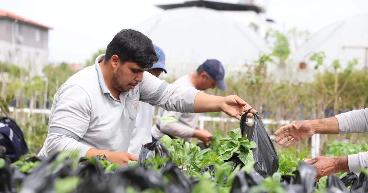 Muğla Dalaman’da üreticilere fide desteği sağlandı