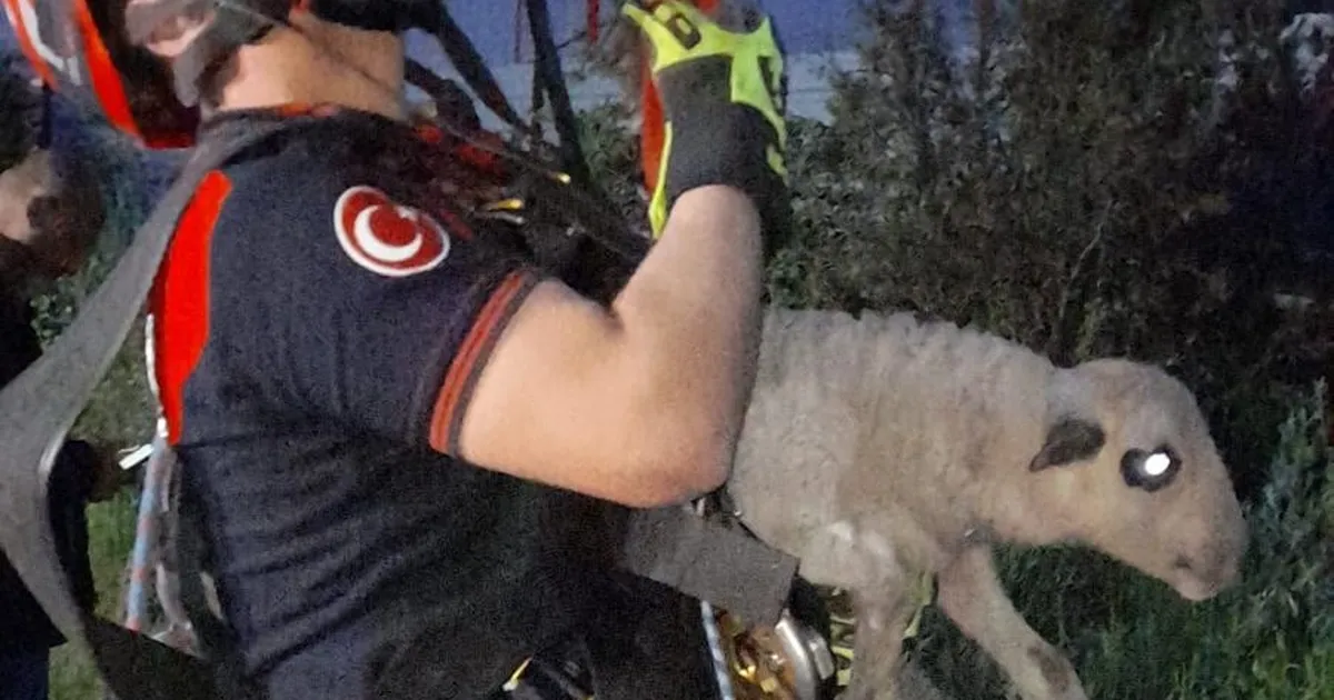 Kuyuya düşen kuzuya İzmir İtfaiyesi'nden nefes kesen kurtarma