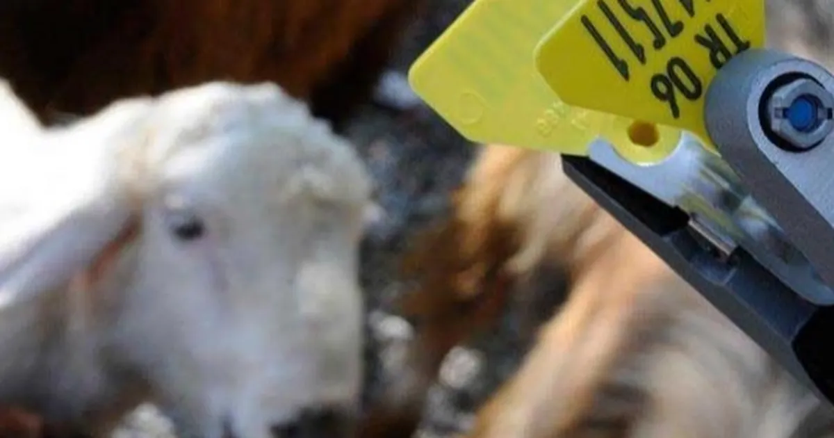 Hayvan sahiplerine aşı ve küpe ücretlerinde önemli ayar... O ücretler desteklemeden düşecek