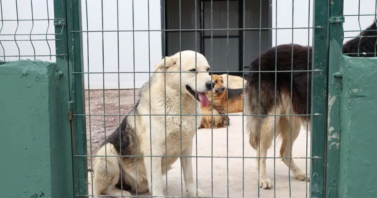 İstanbul Çekmeköy’de sokak hayvanları için dev doğal yaşam alanı açıldı