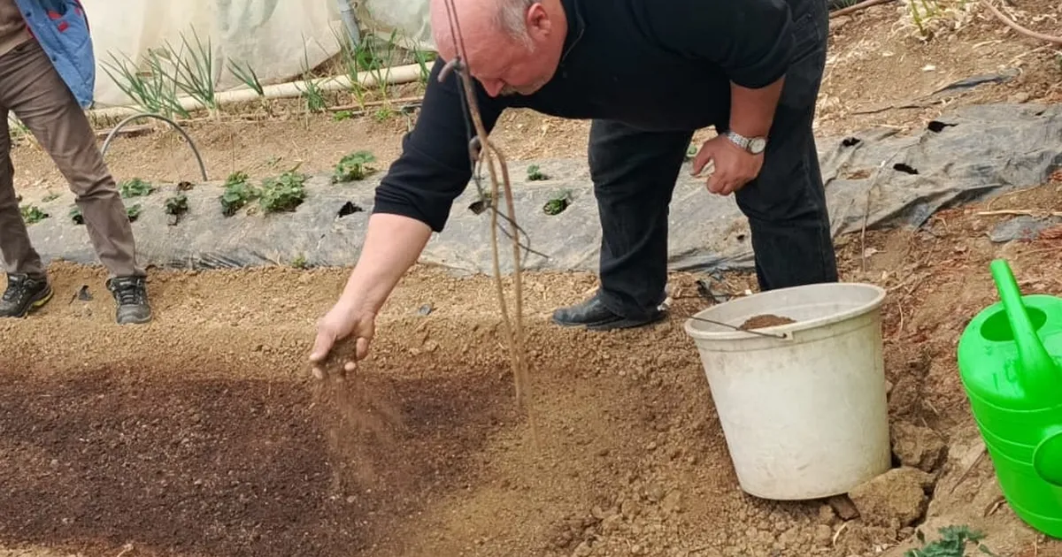 Bilecik Pazaryeri’nde tütün geçim kapısı oluyor