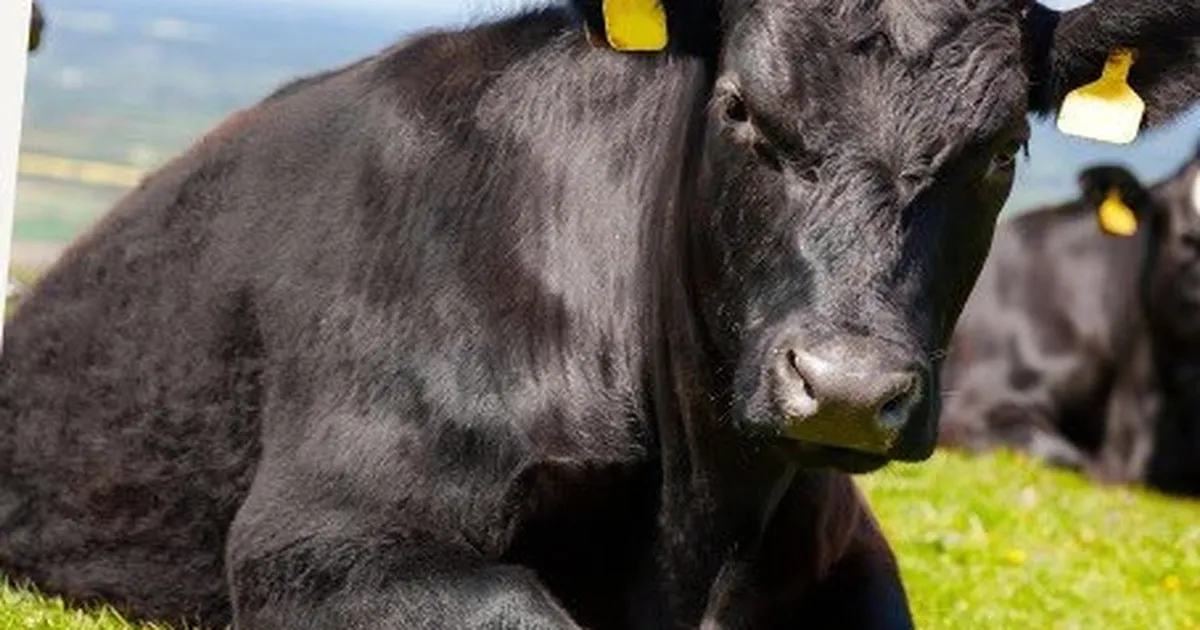 “Kırsalda Bereket”te 9. etap... Gebe düve dağıtımları başlıyor