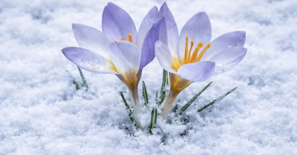 Kocaeli'de Keltepe Çiğdemi büyüledi