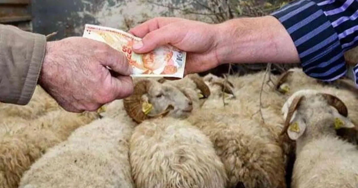 2026 Yılı Kurban Hizmetleri Tebliği 'Resmi'leşti... İstanbul'a kurbanlık girişleri 11 Mayıs'ta başlıyor