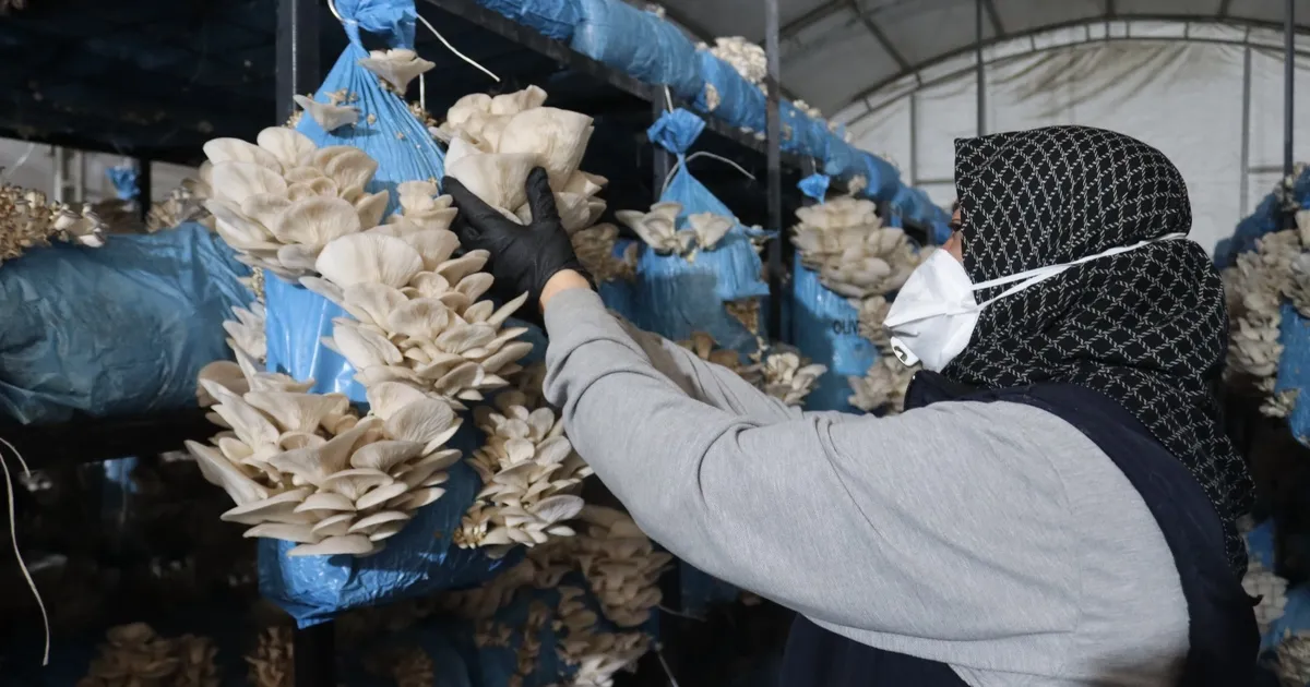 Kocaeli İzmit'te istiridye mantarı üretimiyle vatandaşa destek oluyor