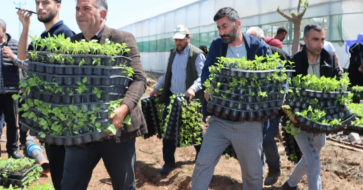 Çiftçiye 1 milyon fide desteği