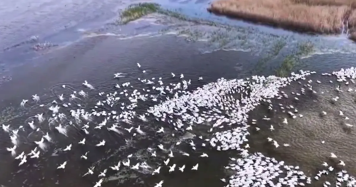 Kuşcenneti'nde görsel şölen... Yüzlerce Tepeli Pelikan aynı anda suya indi
