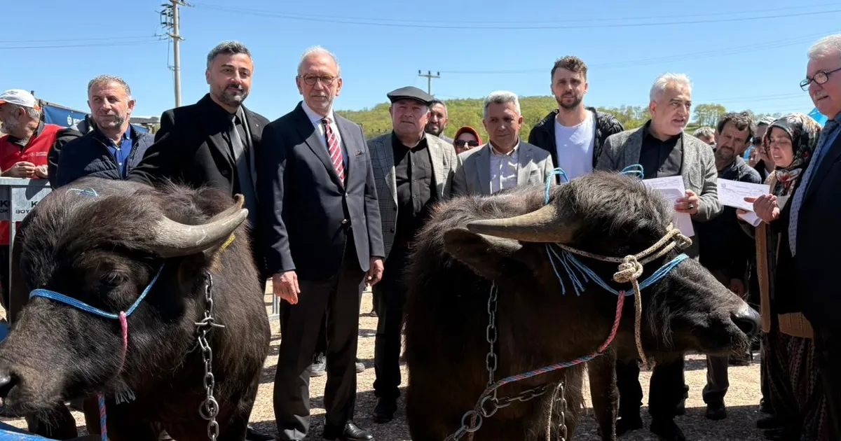 Kocaeli’de damızlık mandalar üreticilere teslim edildi