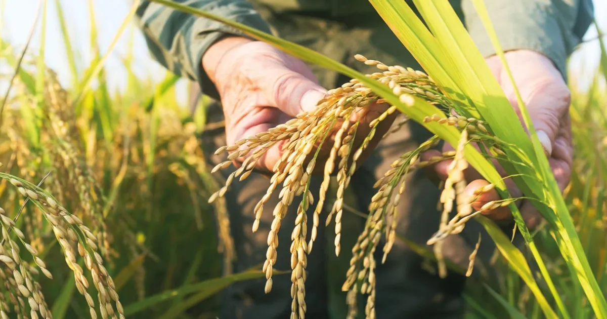 Edirne’de Uluslararası Çeltik Çalıştayı başlıyor