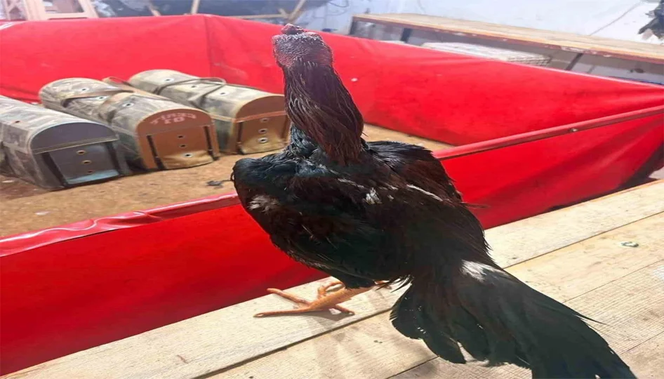 Horoz dövüşüne jandarma baskını: 11 kişiye 143 bin lira ceza - Gündem Haberleri