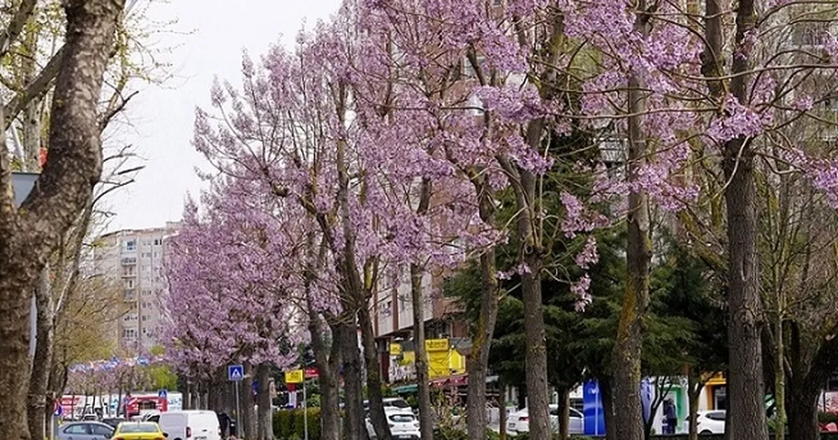 İstanbul Beylikdüzü'nde bakım ve yaz hazırlığı bir arada