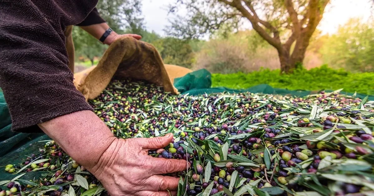 İzmir’de Uluslararası Zeytin Zirvesi... 13 ülkeden uzmanlar buluşuyor
