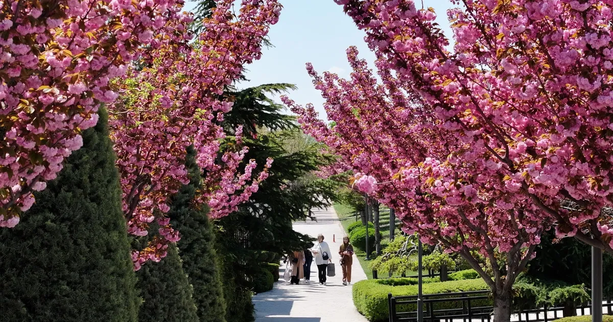 Bu manzara için Japonya'ya gitmenize gerek yok! Konya'da Sakura mevsimi başladı
