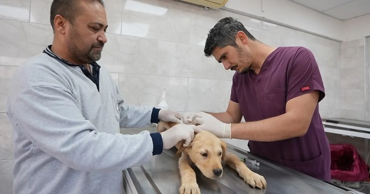 Denizli'de sokak hayvanlarına kalıcı çözüm hamlesi