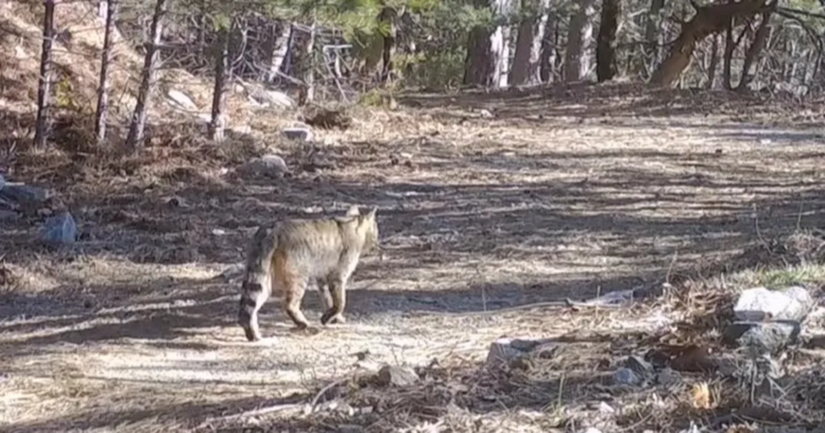 Bursa'dan ormanın sessiz adımı 'yaban kedisi' paylaşımı