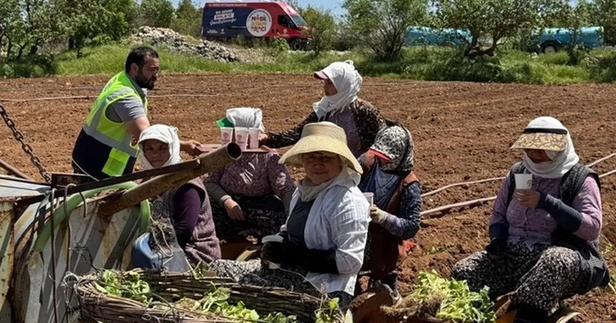 Denizli’de tarlalara ikram molası