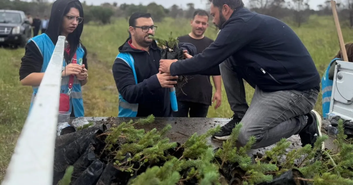İzmir Aliağa’da yangınların yarası bin fıstık çamıyla sarıldı