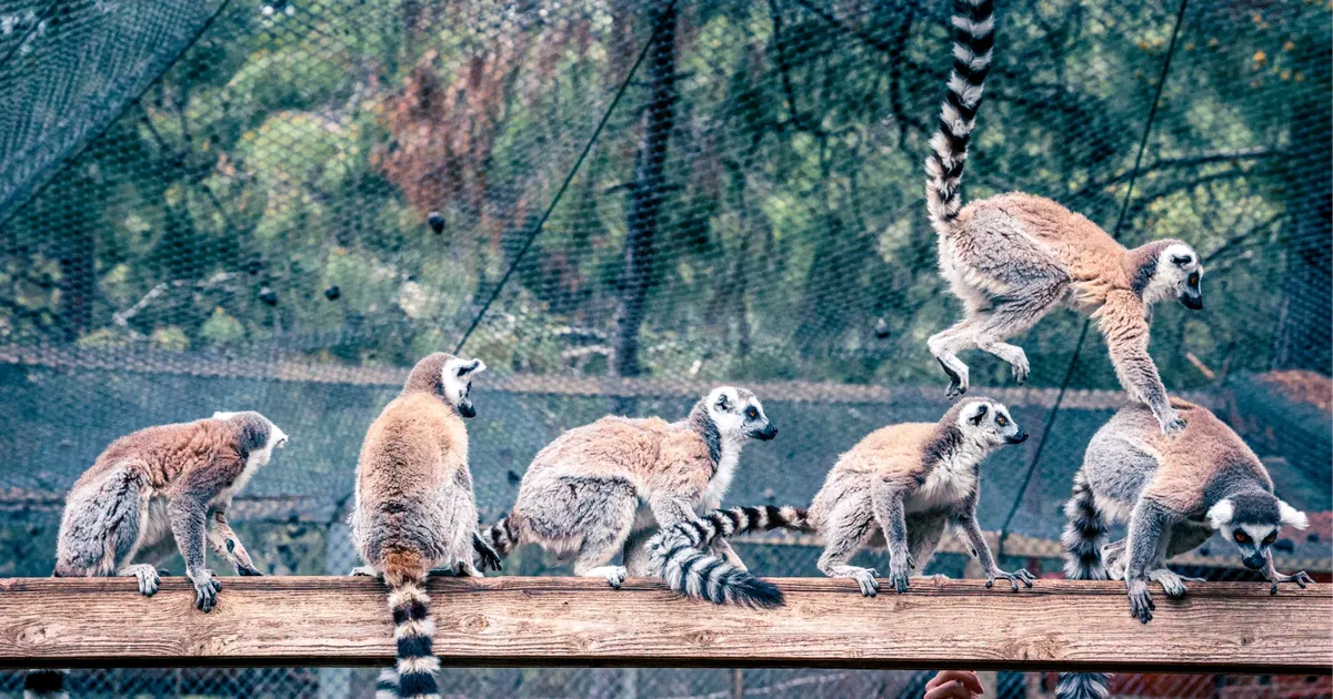 Lemur ailesinin yeni üyesi sevimli “Zabumafu” oldu