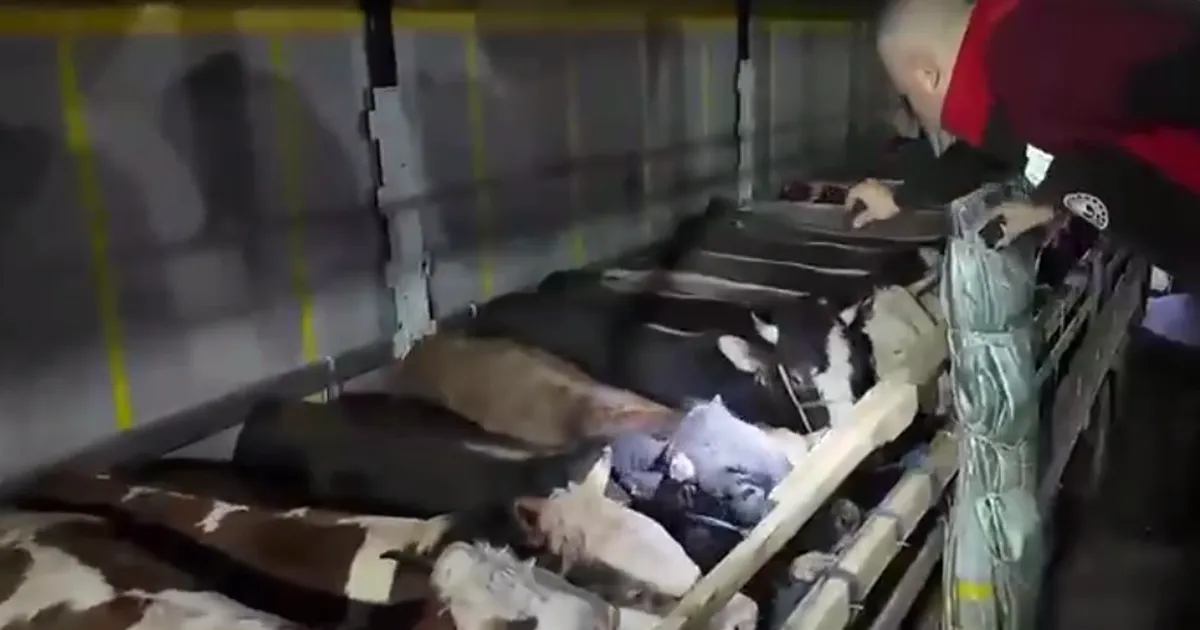 Kurban Bayramı öncesi canlı hayvan kontrolüne sıkı denetim
