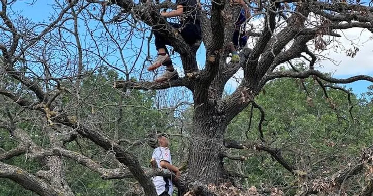 Beğendik’te ilk dallık heyecanı