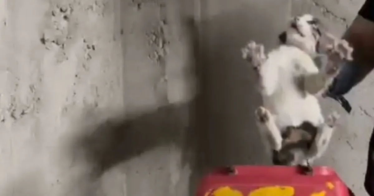 Eskişehir’de itfaiye ekiplerinden yürek ısıtan kurtarma