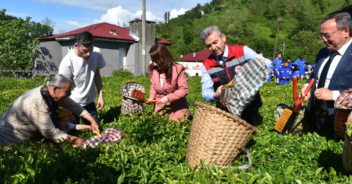 Artvin'de geleneksel çay hasadı başladı