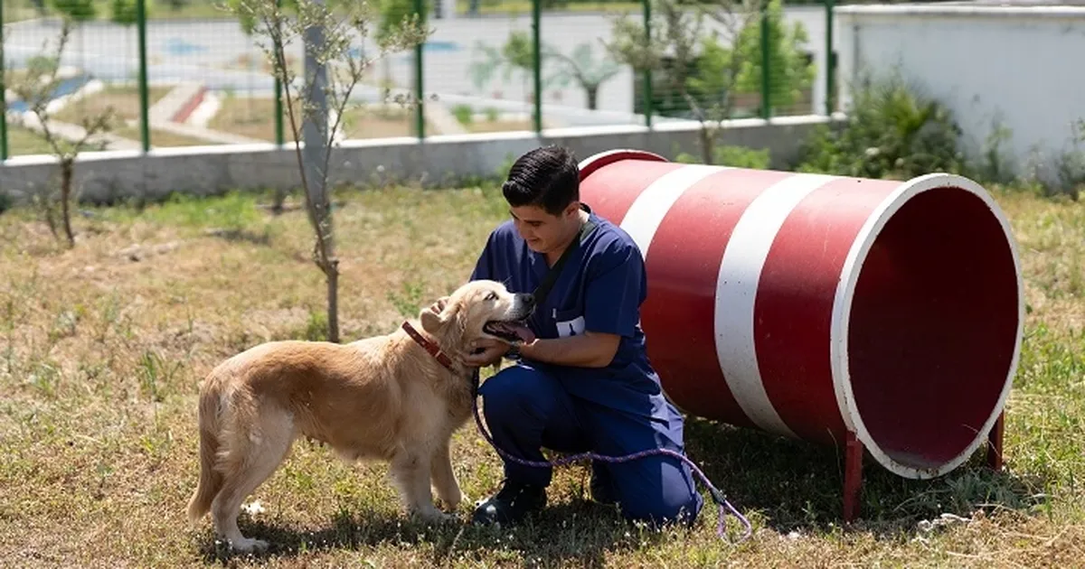 Pako ve bakımevlerindeki patili dostlar İzmir'de ailelerini arıyor