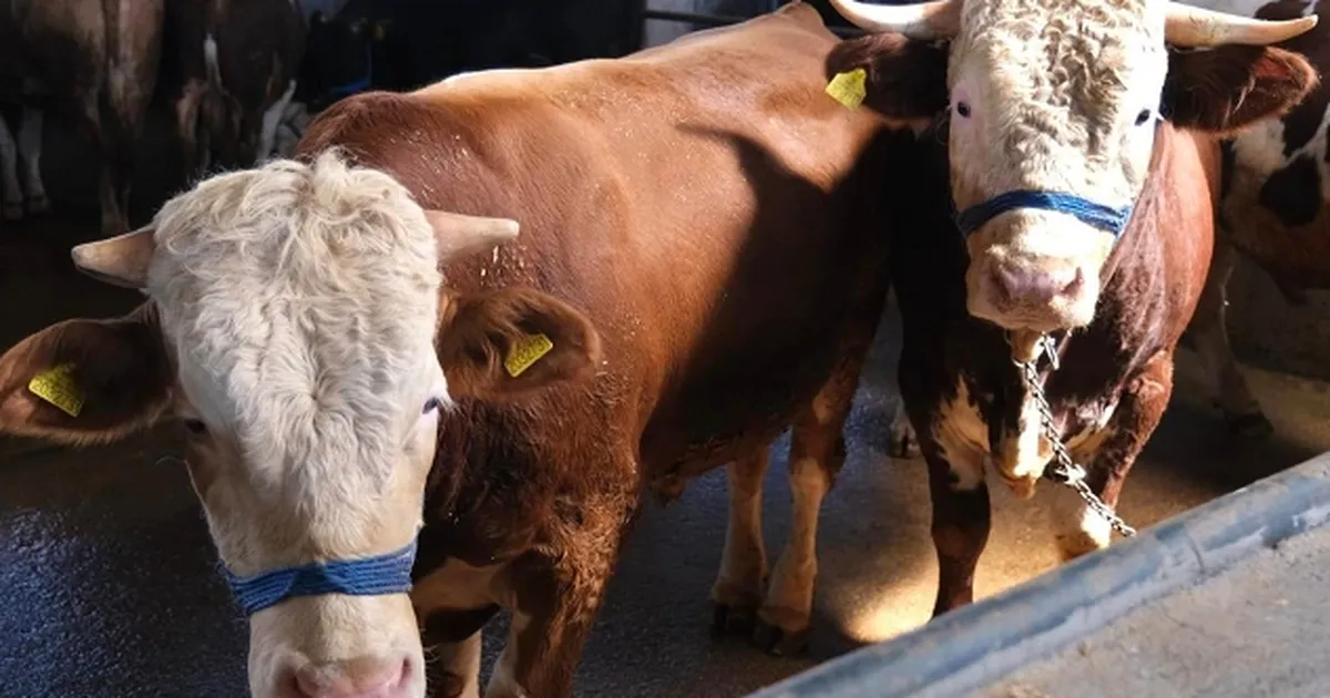 Satılamayan kurbanlıkların adresi belli oldu