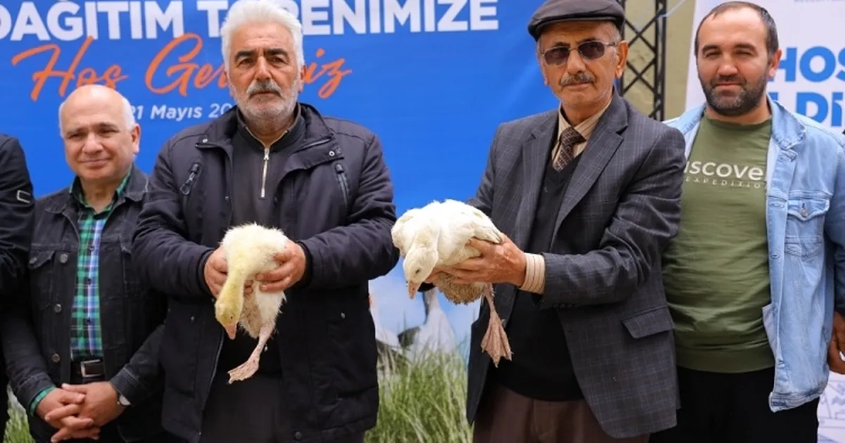 Samsun Büyükşehir'den üreticiye kaz desteği - Ekonomi Haberleri