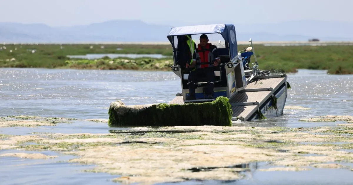 İzmir Büyükşehir’den Körfez’de deniz marulu temizliği