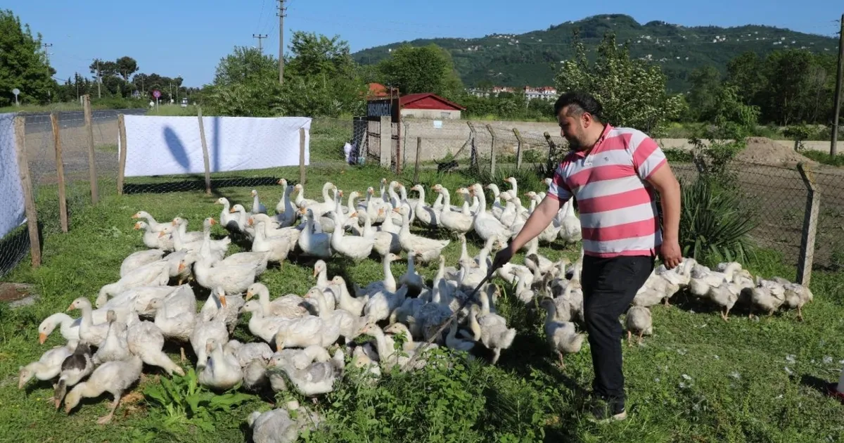 Ordu’da kaz yetiştiriciliği büyüyor
