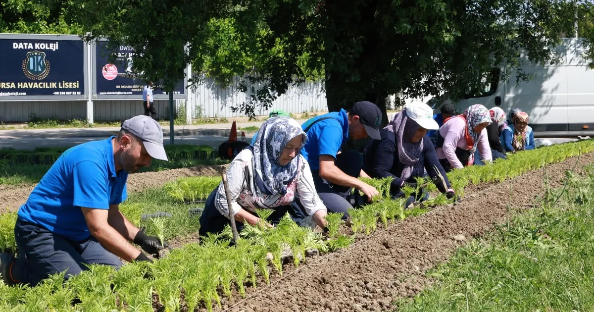 Bursa Osmangazi bu yaz çiçek kokacak