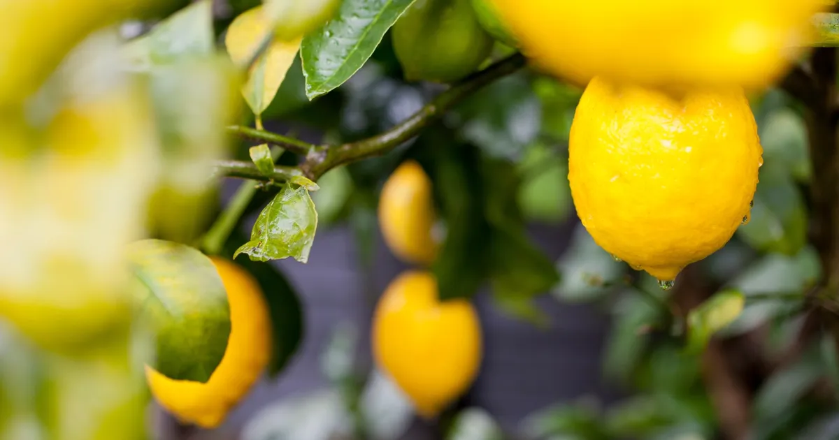 Türkiye’nin limon ihracatı 22 yılda 2,5 kat arttı