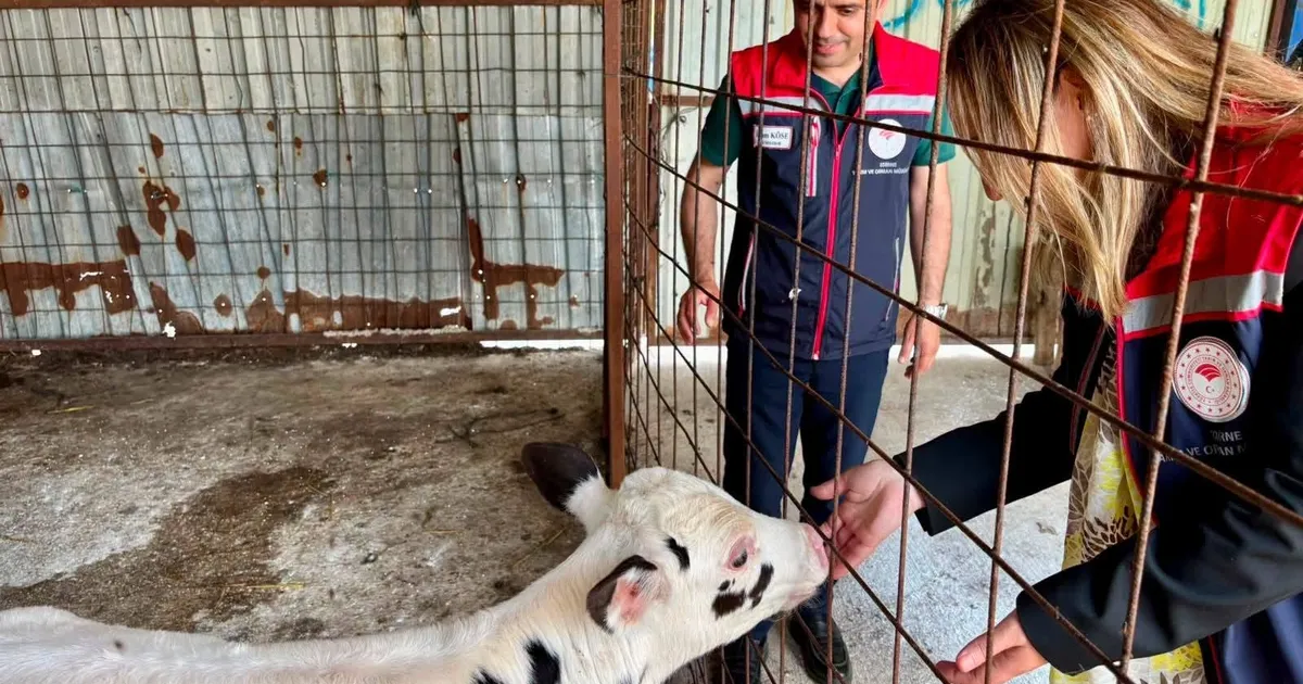 Edirne İpsala hayvancılığında kalite tescillendi