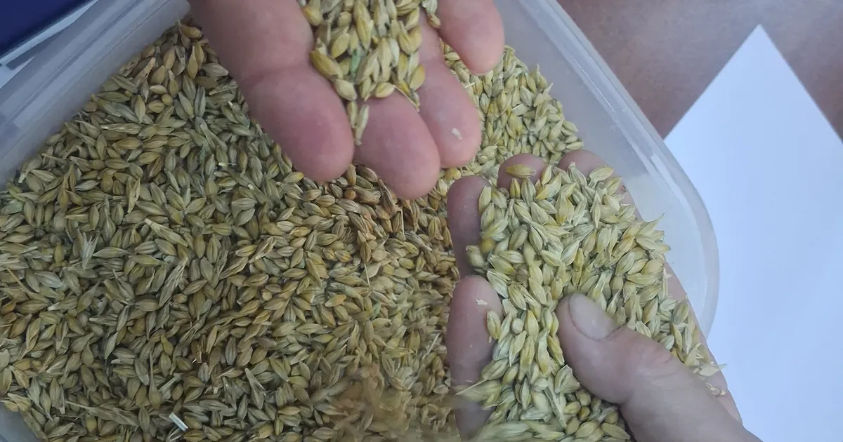 Keşan’da ilk arpa hasadı satıldı... İlk ürün 17,50 TL’den satıldı