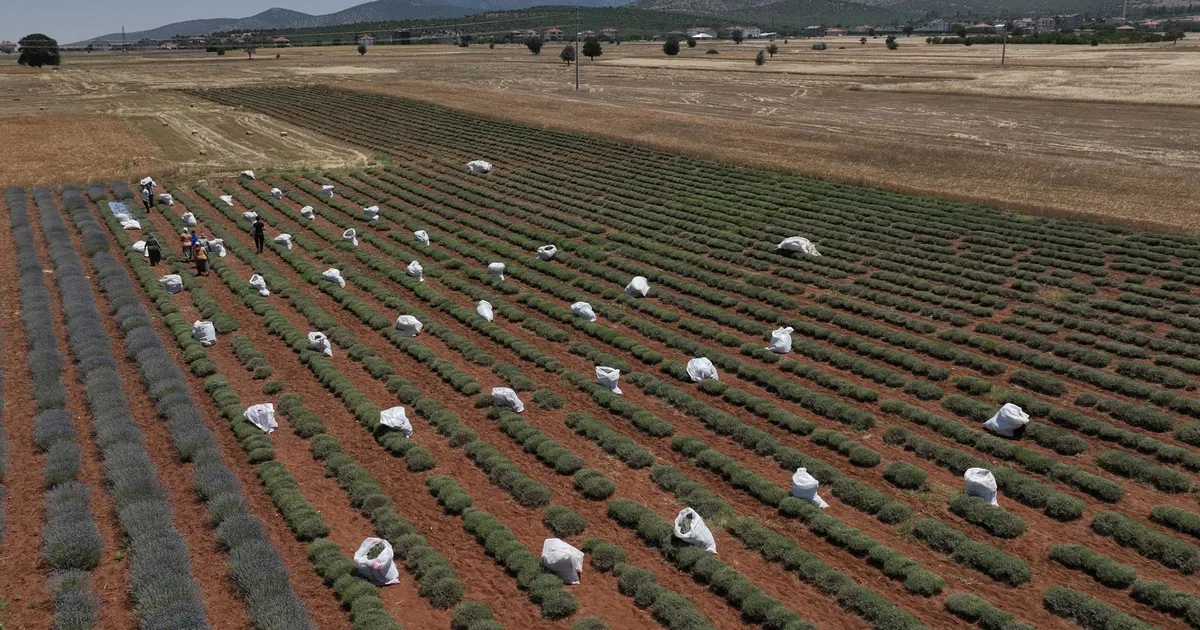 TZOB: 30 yılda 3 milyon hektar tarım arazisi kaybedildi!