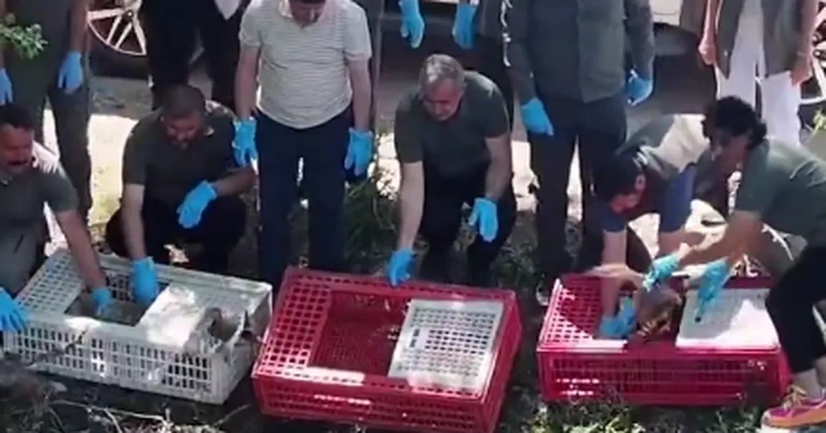 Bursa'da tedavileri tamamlanan yaban hayvanlar doğaya salındı