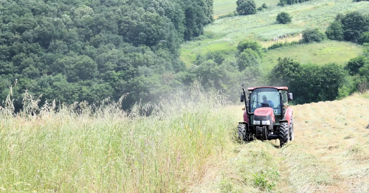 Kocaeli’de “süt otu” hasadı başladı