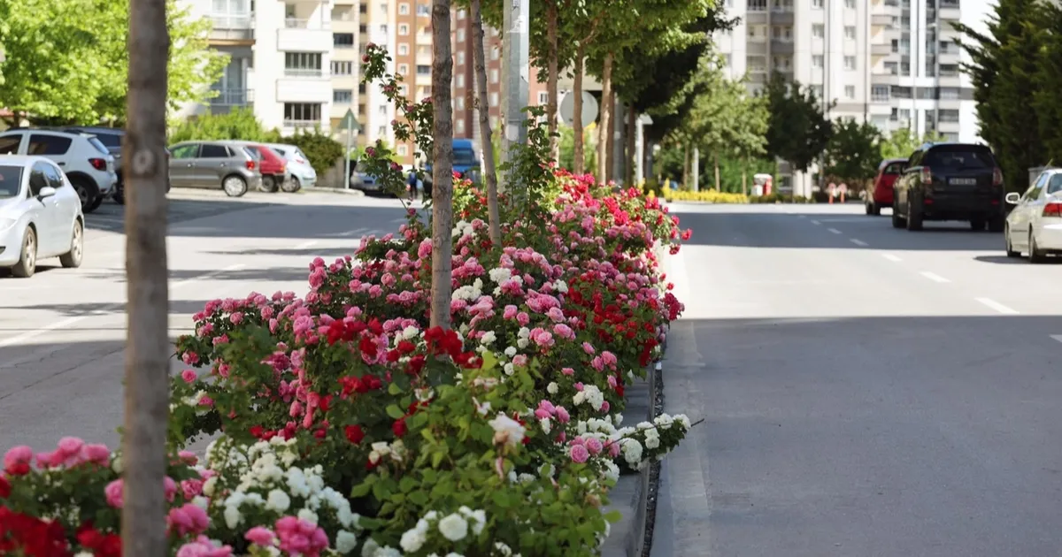 Kayseri Talas'ta çiçek yılında sahne güllerin - Gündem Haberleri