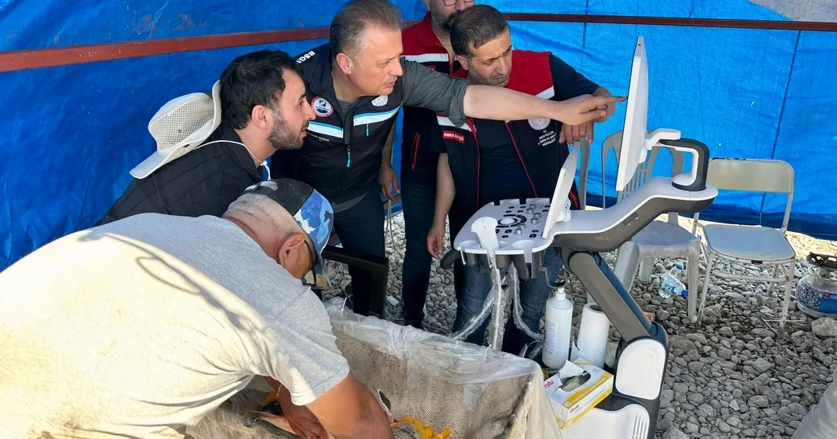 Mersin balıklarında erken cinsiyet tespiti için eğitim